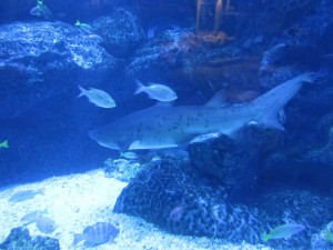 日本は世界最大の「水族館大国」なのだが