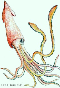 ダイオウイカの2本の長~い腕から人が学ぶこと