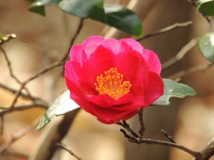 「時の花」を咲かせる